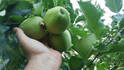 Slika Golden Delicious