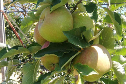 Изображение Jonagold