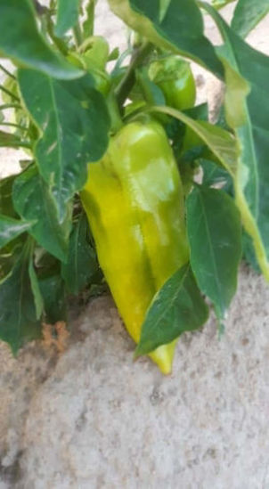 Picture of Peppers