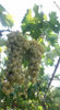 Picture of Grapes