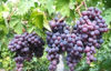 Picture of Grapes