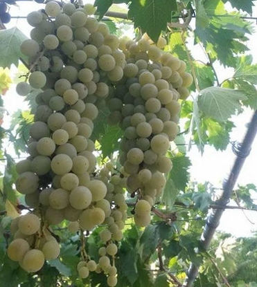 Снимка на Grapes