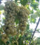 Afbeeldingen van Grapes