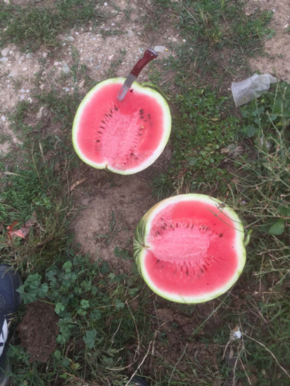 Picture of Watermelon