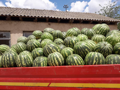 รูปภาพของ Watermelon