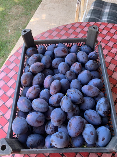 Picture of Plums