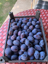 Plums এর ছবি