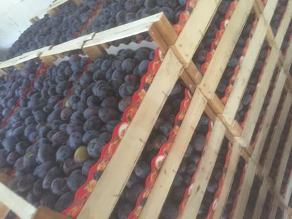 Снимка на Plums