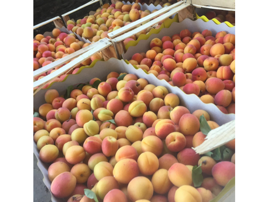 Picture of Apricots