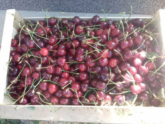 Picture of Cherries