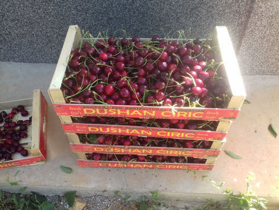 Picture of Cherries