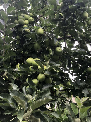 Изображение Mutsu