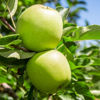 Picture of Granny Smith