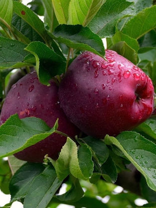 Afbeeldingen van Red Delicious