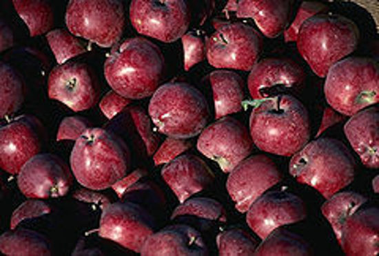 Picture of Red Delicious