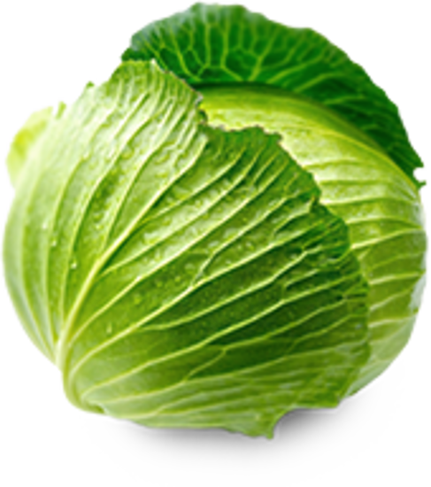 Picture of Organic Cabbage